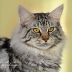 Jerry Lee, Main Coon