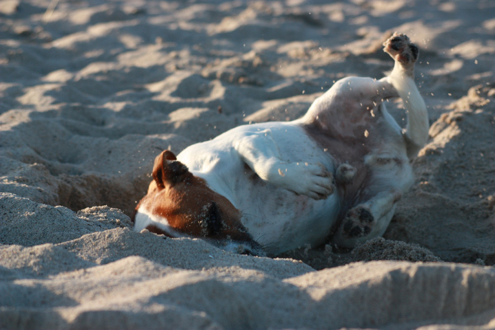 Jerry liebt den Strand