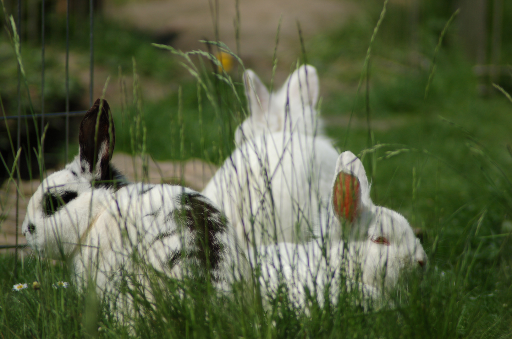 Jerry, Luna und Stella