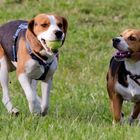 Jerry und Emma beim Spielen