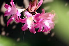 Jersey Lily, Amaryllis belladonna, Belladonna lily, Cape belladonna, Naked lady lily.