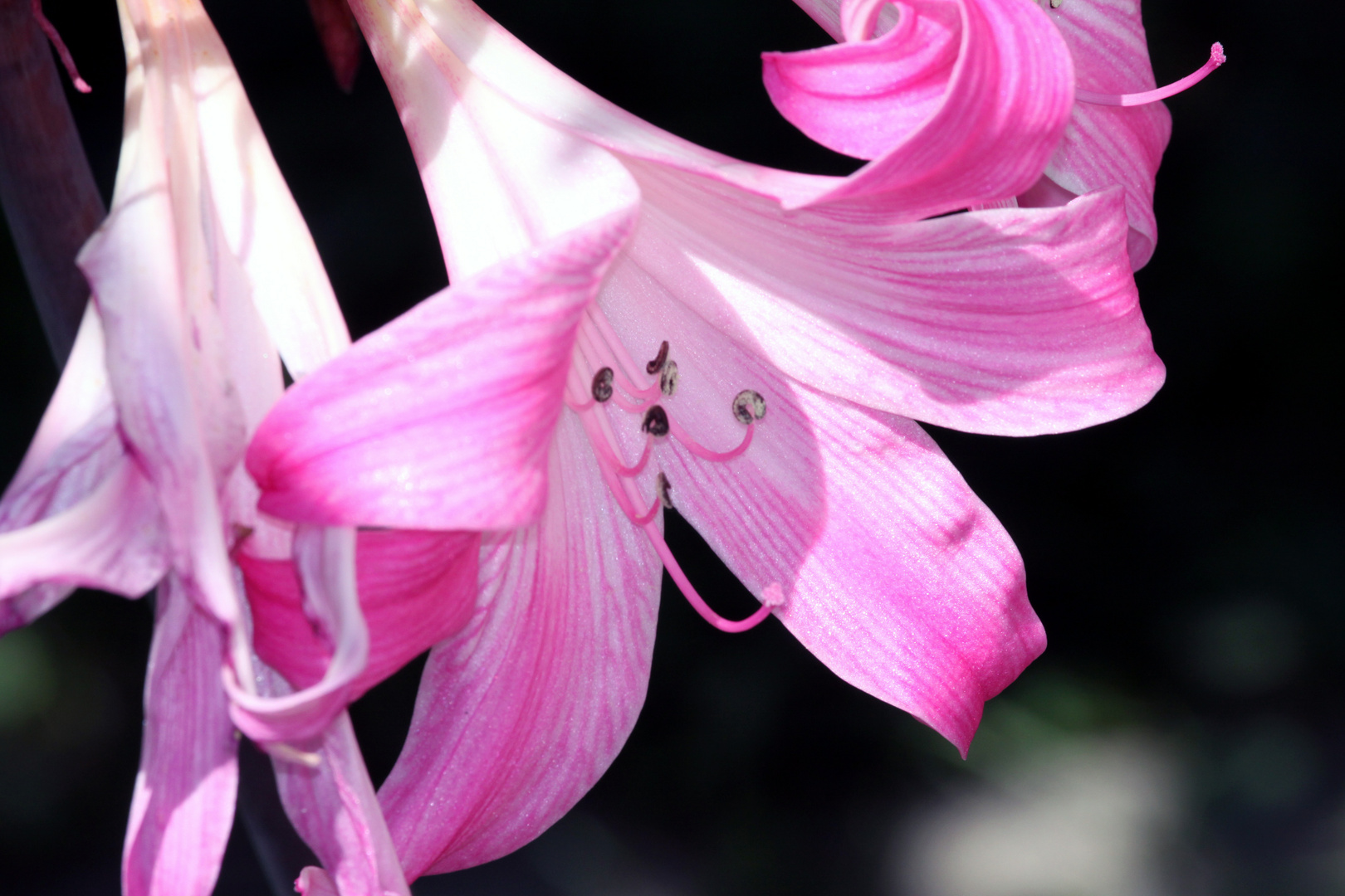 Jersey Lily in Steinenstadt