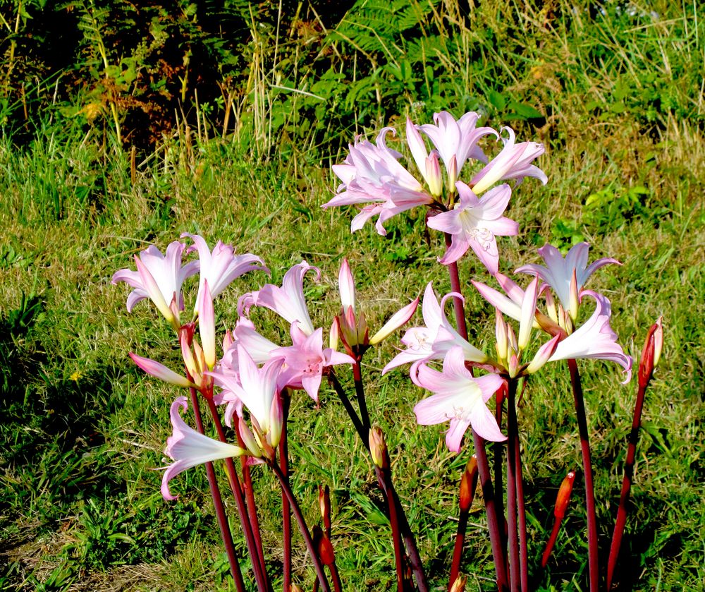 Jersey Lilys für den Mittwoch. Foto & Bild world, jersey pflanzen
