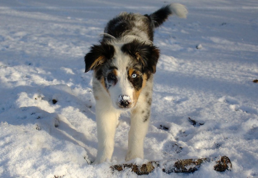 Jersey und der erste Schnee