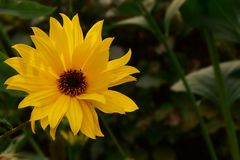 Jerusalem Artichoke