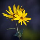 Jerusalem Artichokes - Topinambur