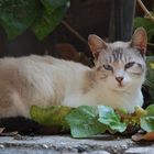 Jerusalem Cat_02