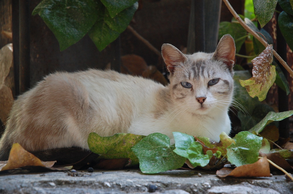 Jerusalem Cat_02