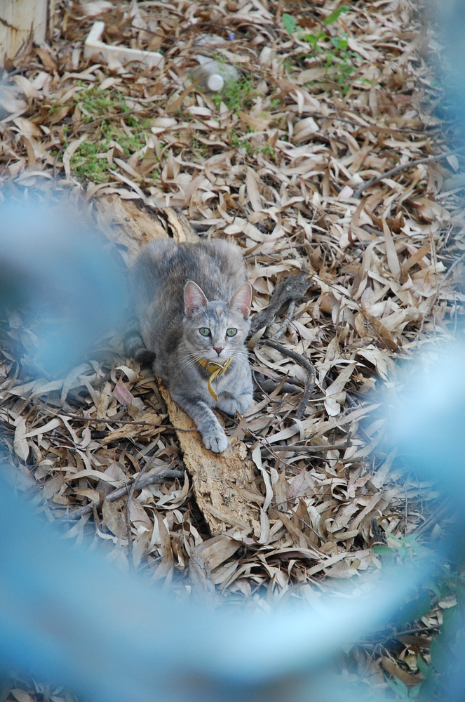 Jerusalem Cat_03