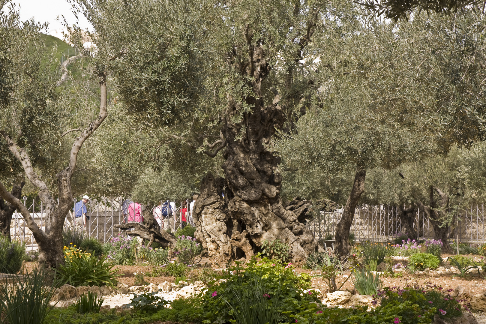 Jerusalem Garten Gethsemane Foto &amp; Bild reportage