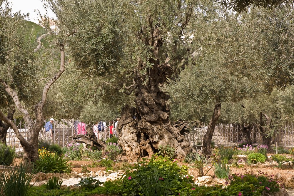 Jerusalem Garten Gethsemane Foto & Bild reportage dokumentation, zeit