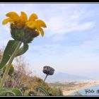 Jerusalem Sage ve View from Anamur