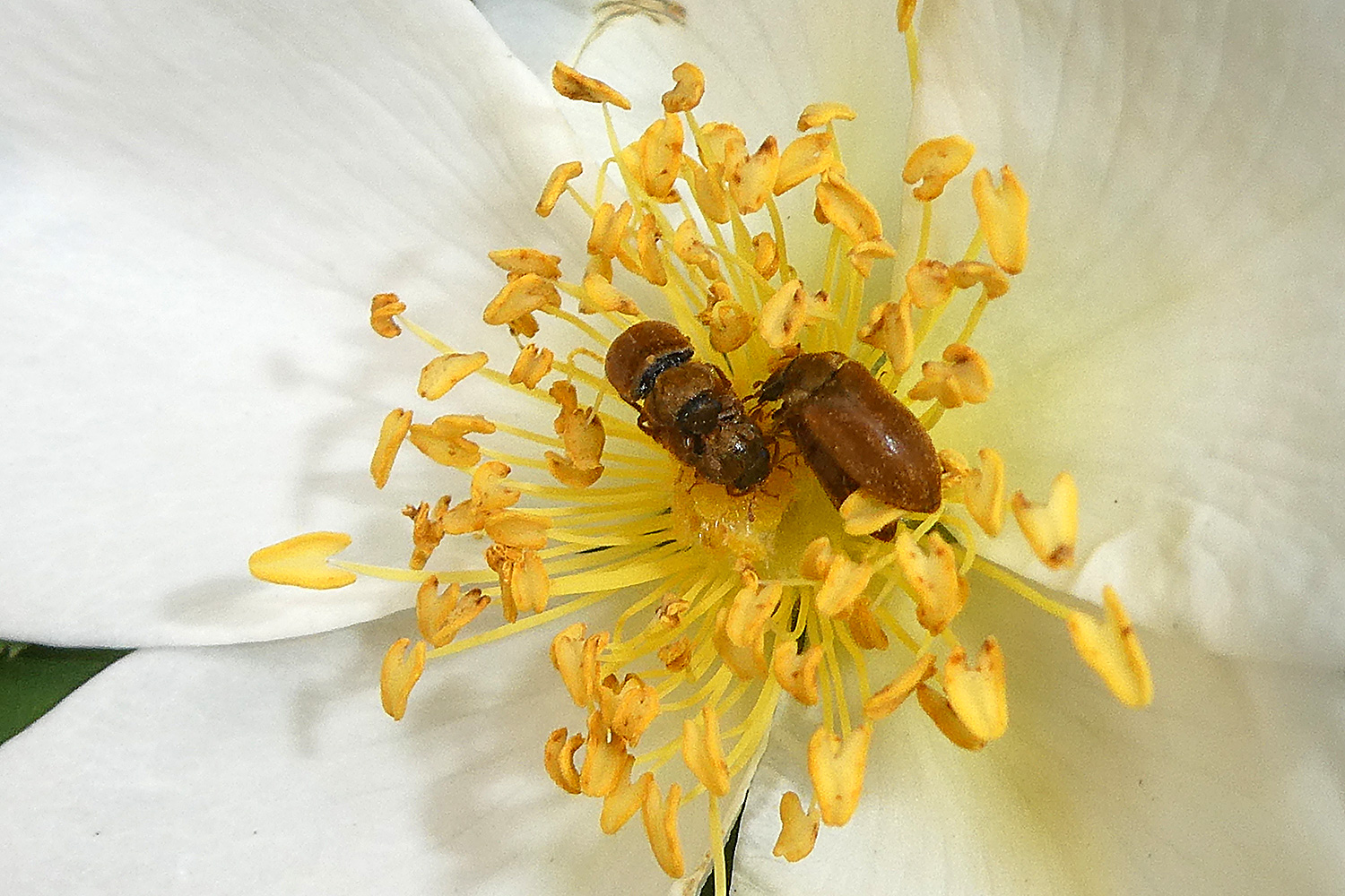 Jese Menge Blütenfresser - Byturus ochraceus Käfer