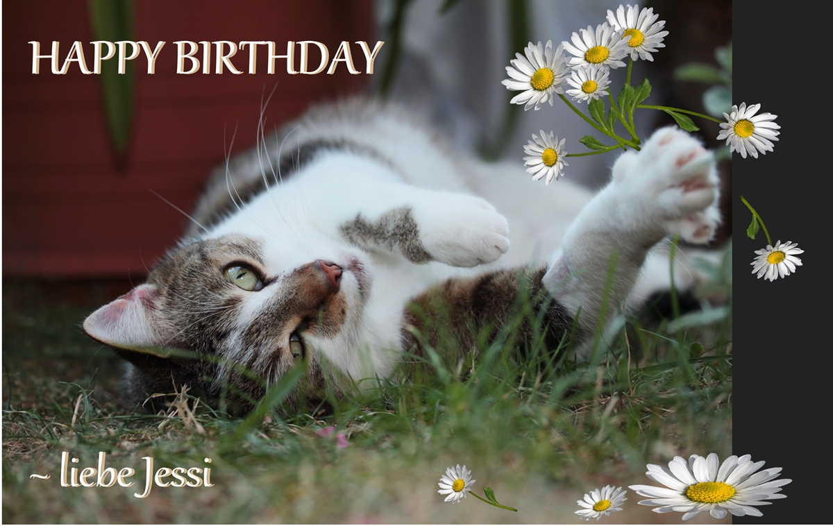 Jessi Hat Geburtstag Foto Bild Katzen Geburtstag Karten Bilder Auf Fotocommunity