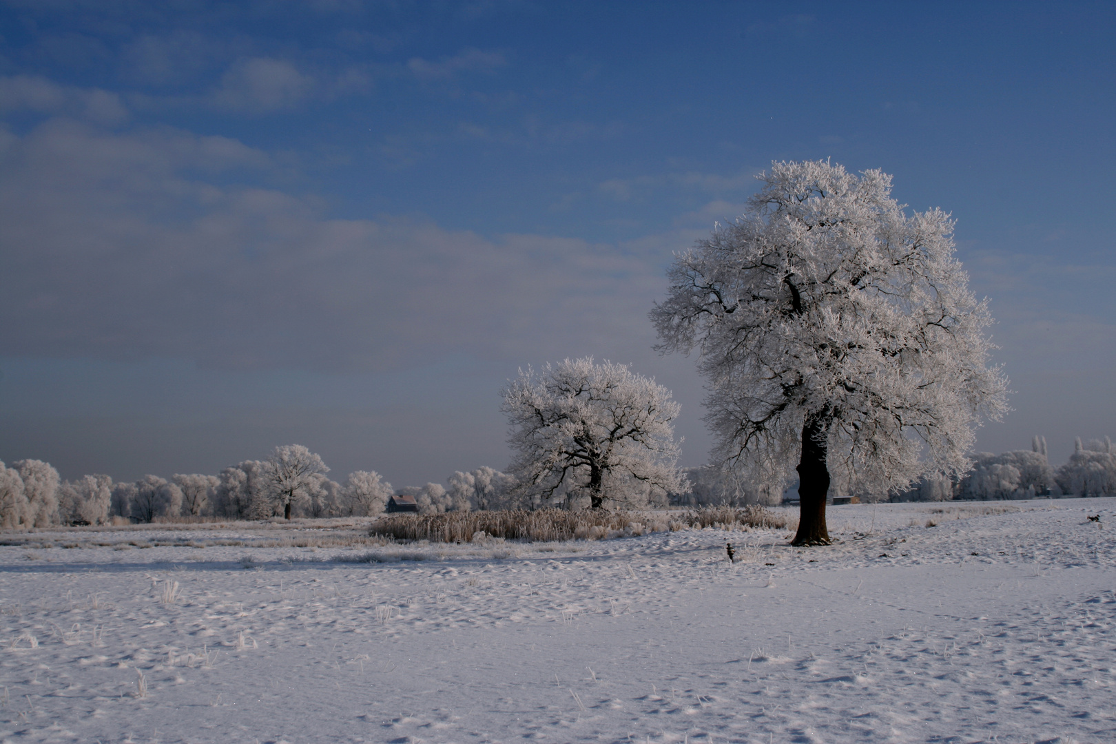 Jeßnitzer Winterlandschaft