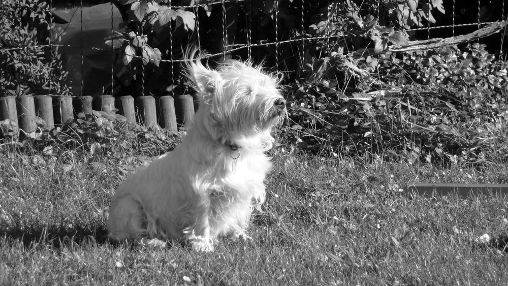 Jessy beim Sonnenbaden