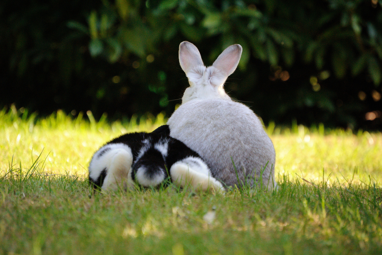 Jessy & Roger im Grünen