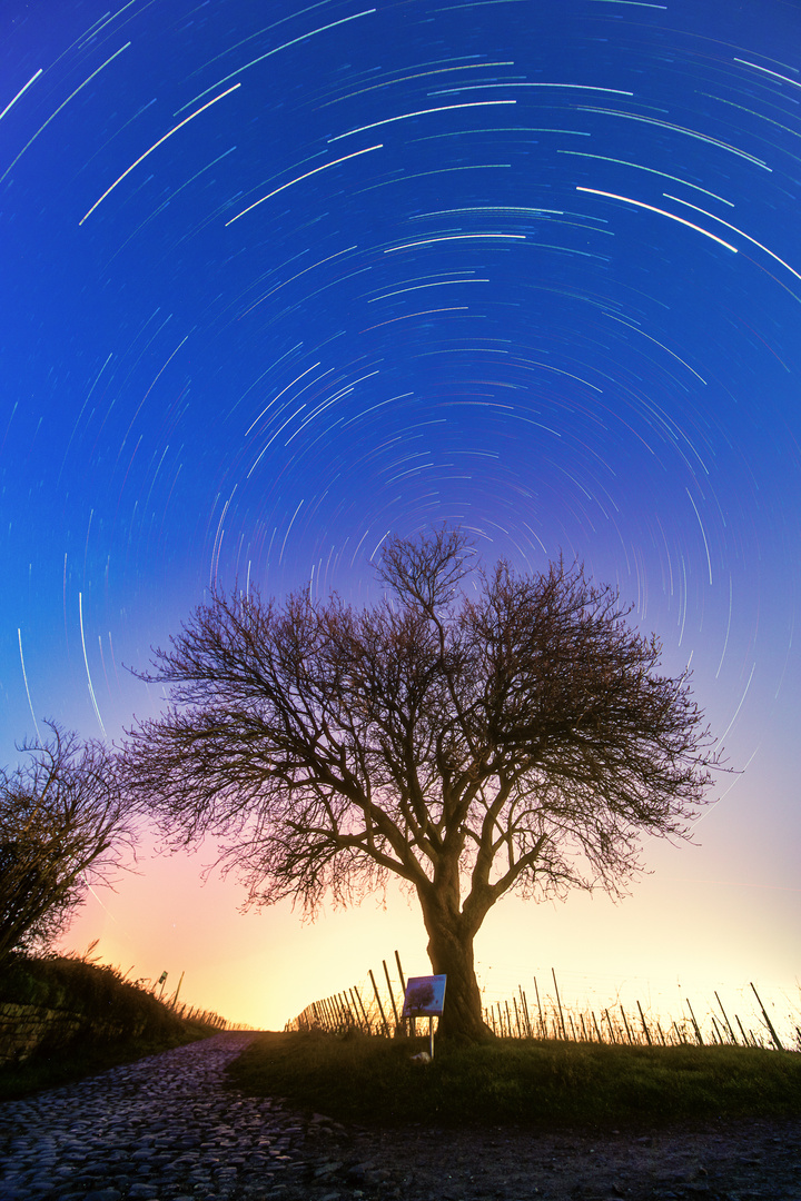 jesuit almond startrail