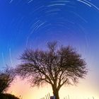 jesuit almond startrail