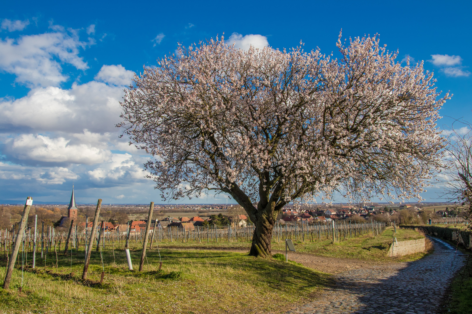 Jesuitenmandel bei Forst