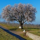 Jesuitenmandel bei Forst