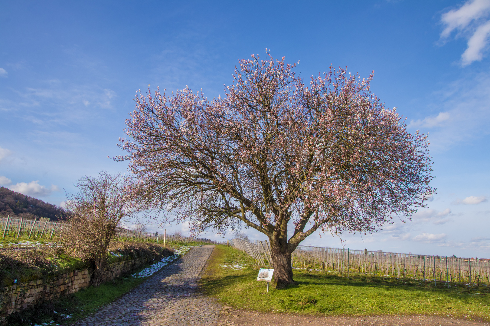 Jesuitenmandel bei Forst