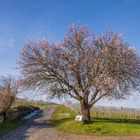 Jesuitenmandel bei Forst