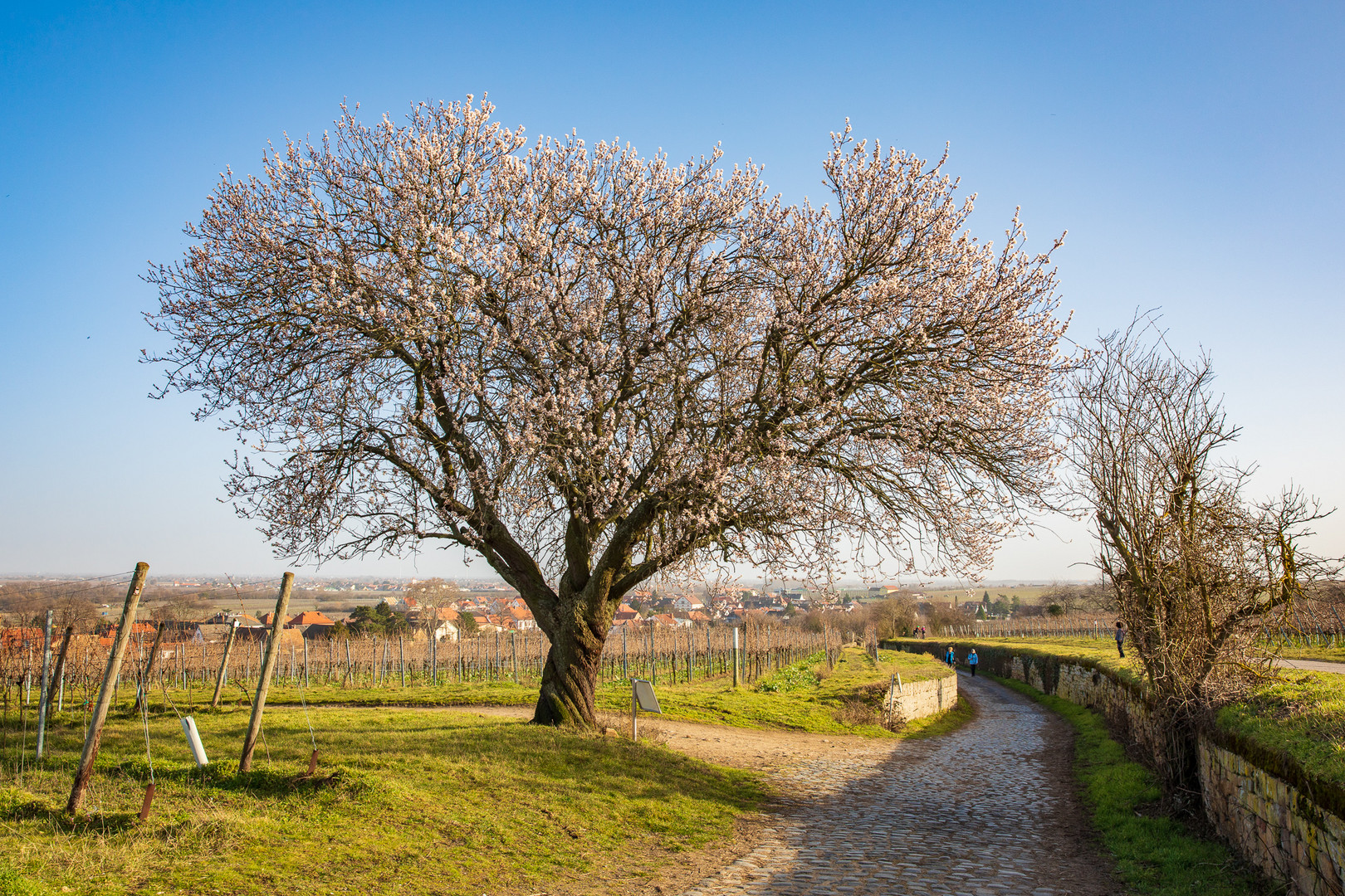 Jesuitenmandel bei Forst