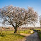 Jesuitenmandel bei Forst