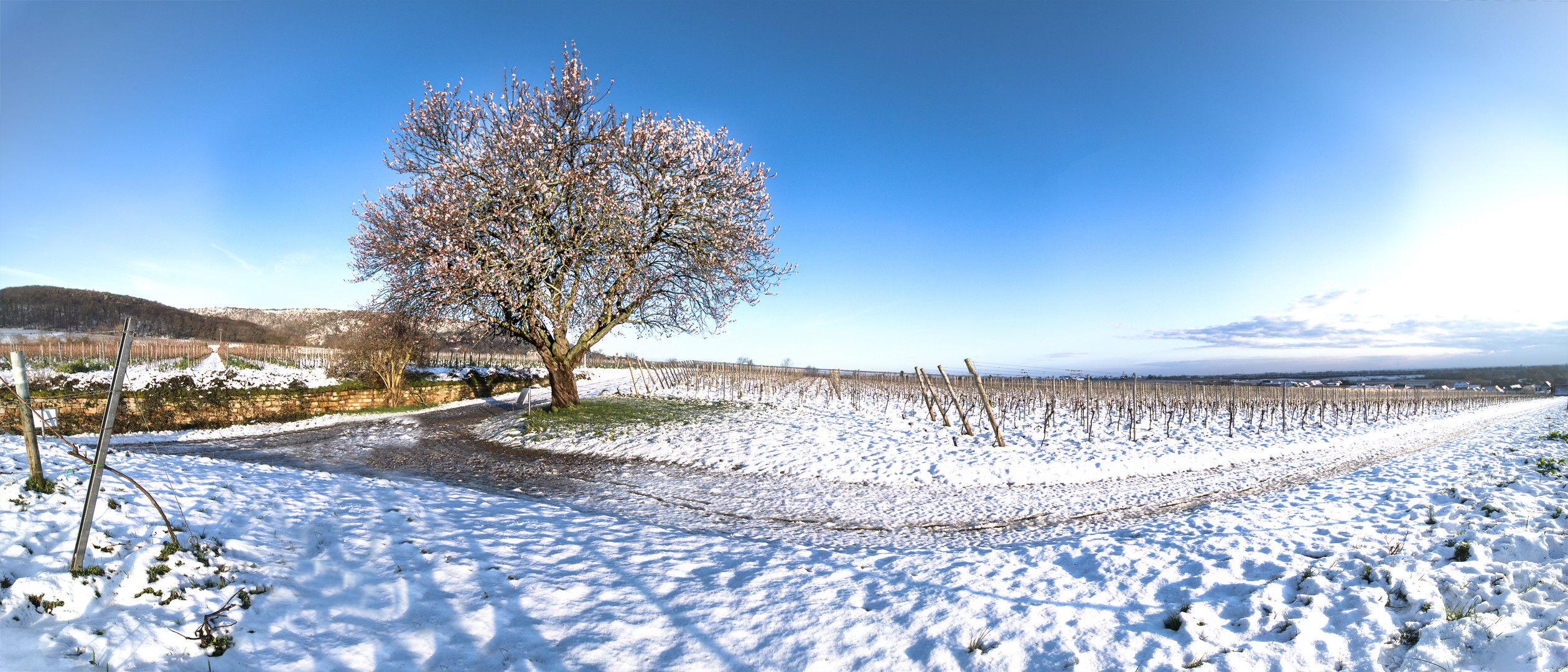 Jesuitenmandel/Forst Blütenpracht im Schnee