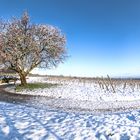 Jesuitenmandel/Forst Blütenpracht im Schnee