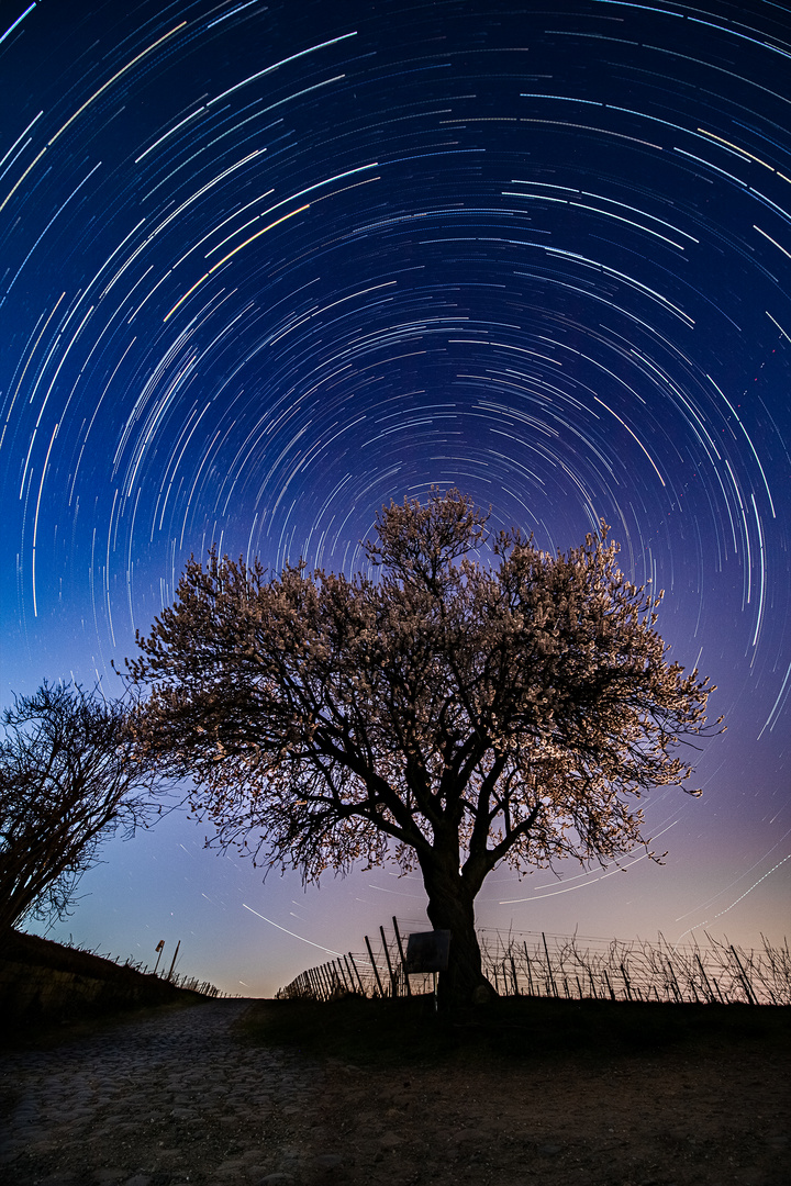 Jesuitenmandel_Startrail