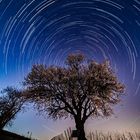 Jesuitenmandel_Startrail