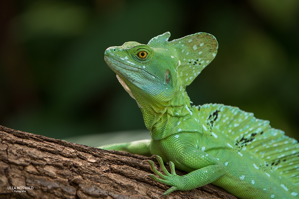 ...Jesus Christ Lizard... Foto & Bild tiere, zoo, wildpark