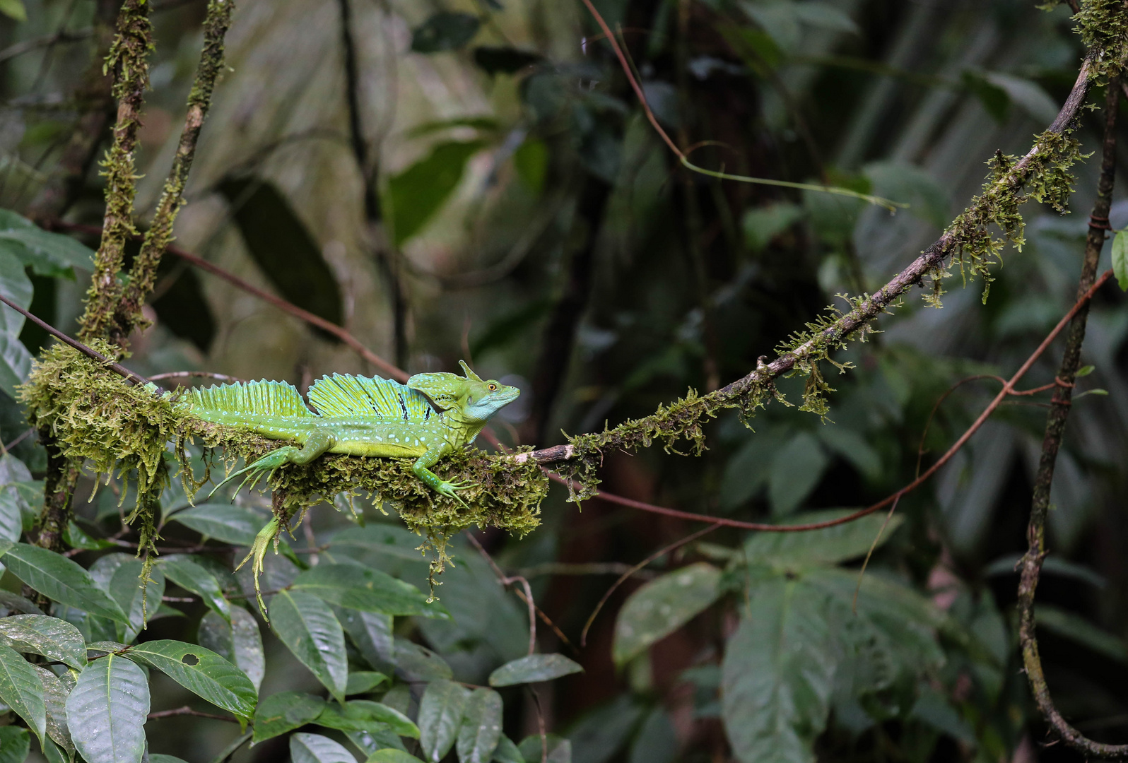 Jesus Christ lizard