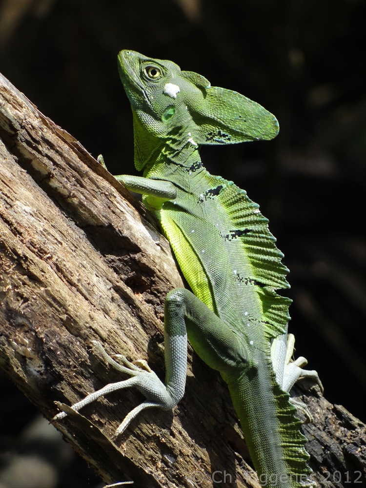Jesus Christ Lizard Foto & Bild tiere, wildlife, amphibien