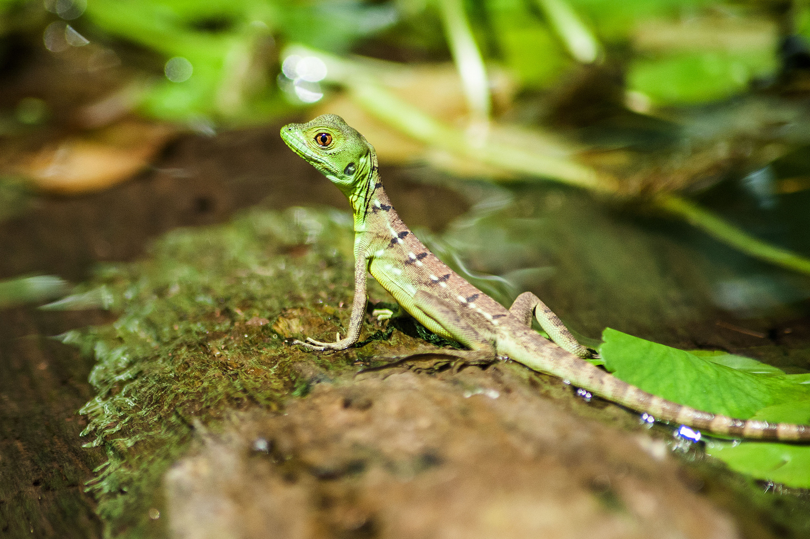 Jesus Christ Lizard in Costa Rica