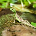 Jesus Christ Lizard in Costa Rica