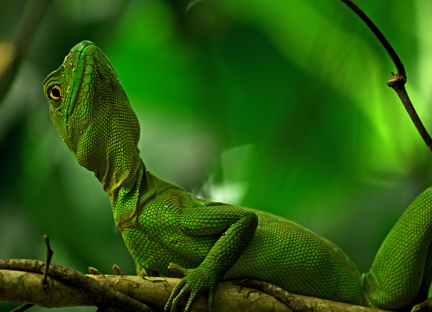 Jesus lizard