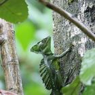 Jesus Lizard