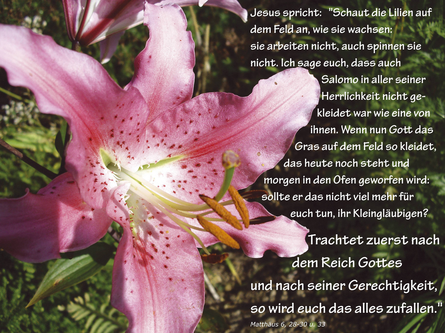 Jesus und das Gleichnis von den Lilien Foto & Bild | karten und kalender,  bibel-spruchkarten, bibel Bilder auf fotocommunity