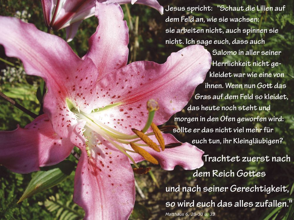 Jesus und das Gleichnis von den Lilien