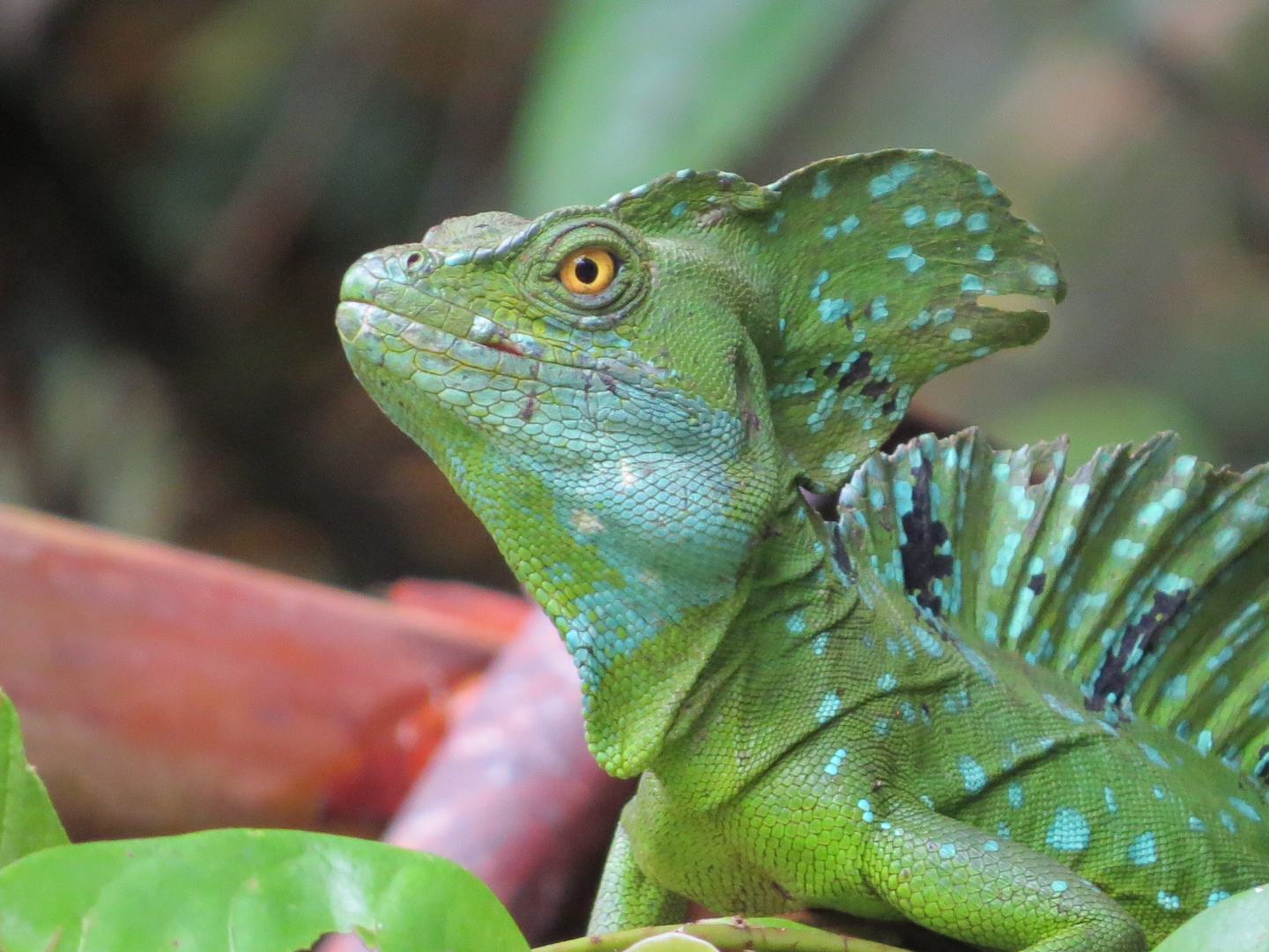 Jesusechse in Costa Rica.