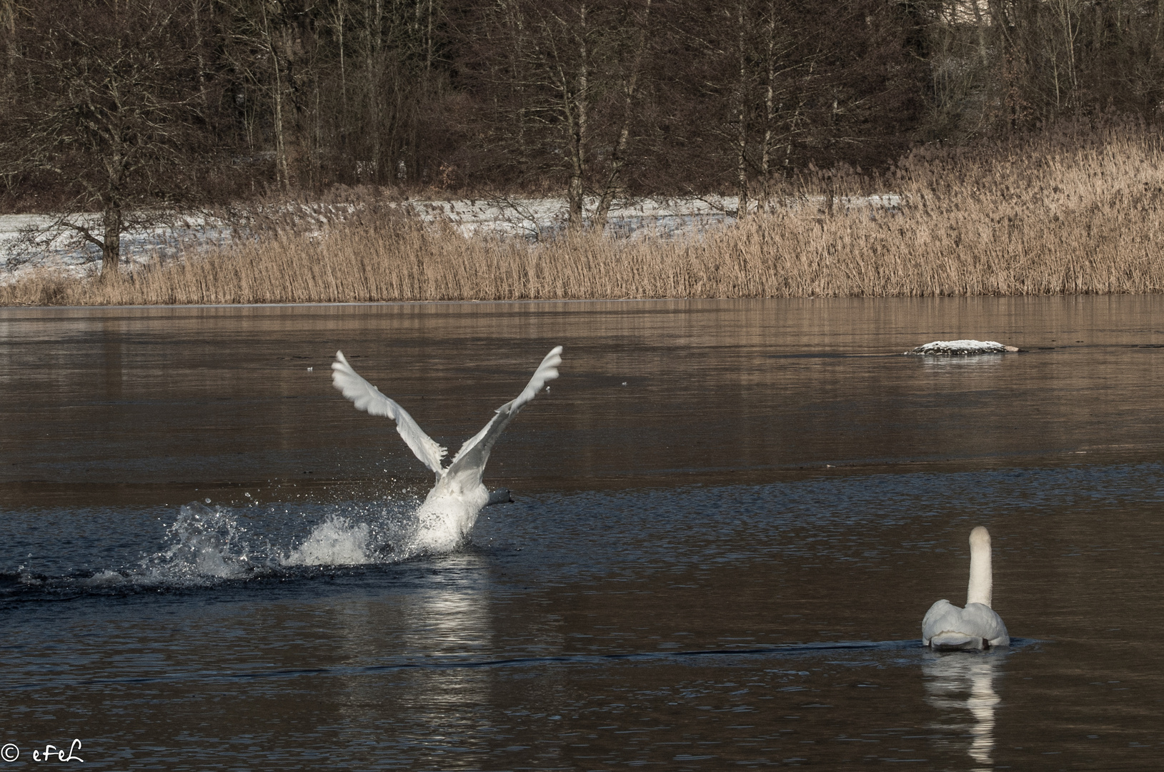 Jet-cygne