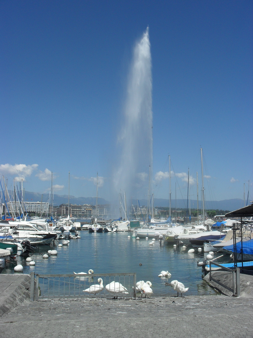 Jet d'Eau avec son port et ses cygnes