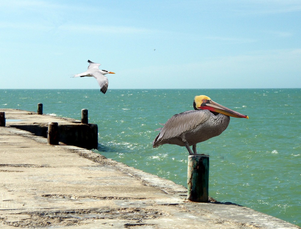 Jetée à CELESTUN plage