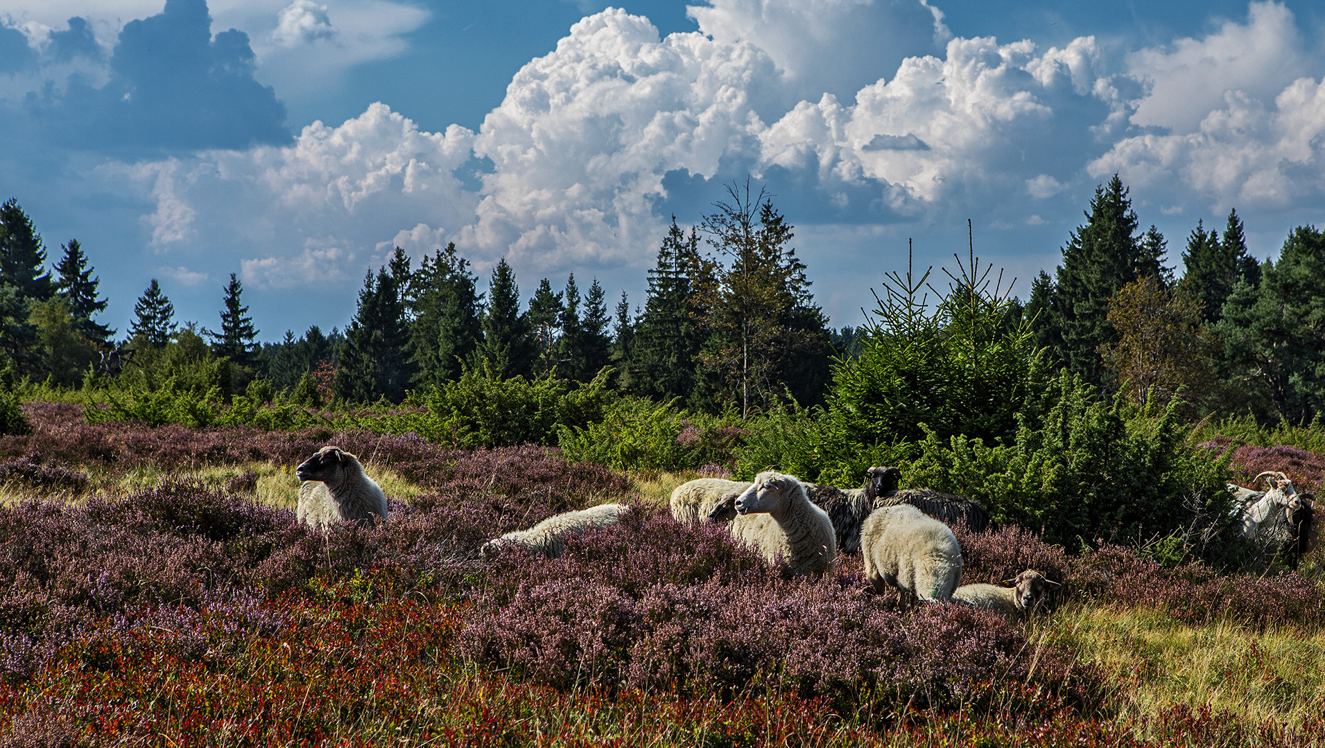 Jetta,Schwarzkopf und Heidschnucken in der Niedersfelder Hochheide 005