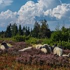 Jetta,Schwarzkopf und Heidschnucken in der Niedersfelder Hochheide 005