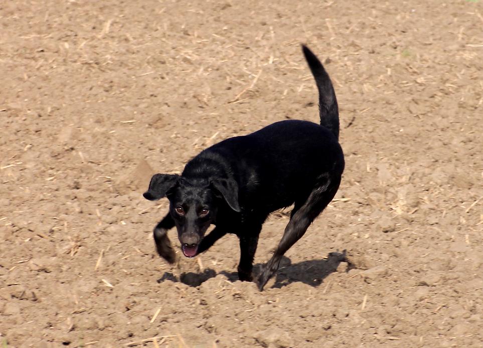 Jette auf dem Feld