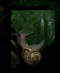 Jetz aber schnell... bevors gänzlich hinab geht - Schnecke unterwegs